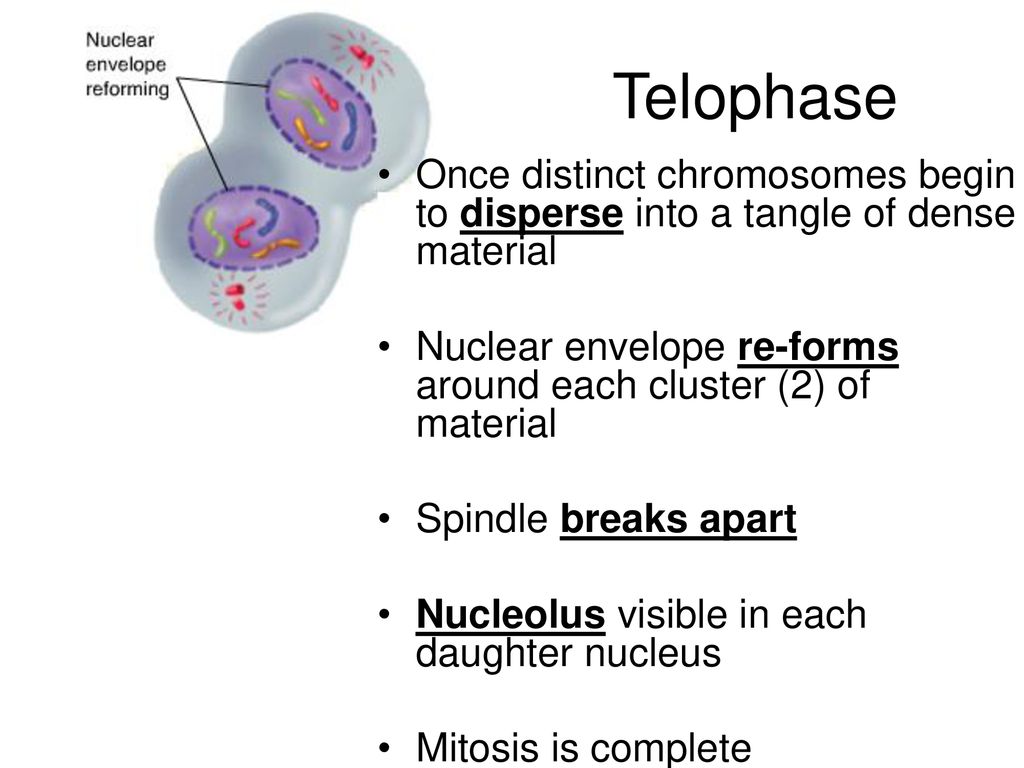 Mitosis, Meiosis and Heredity: Cell Growth and Division Biology Diagrams