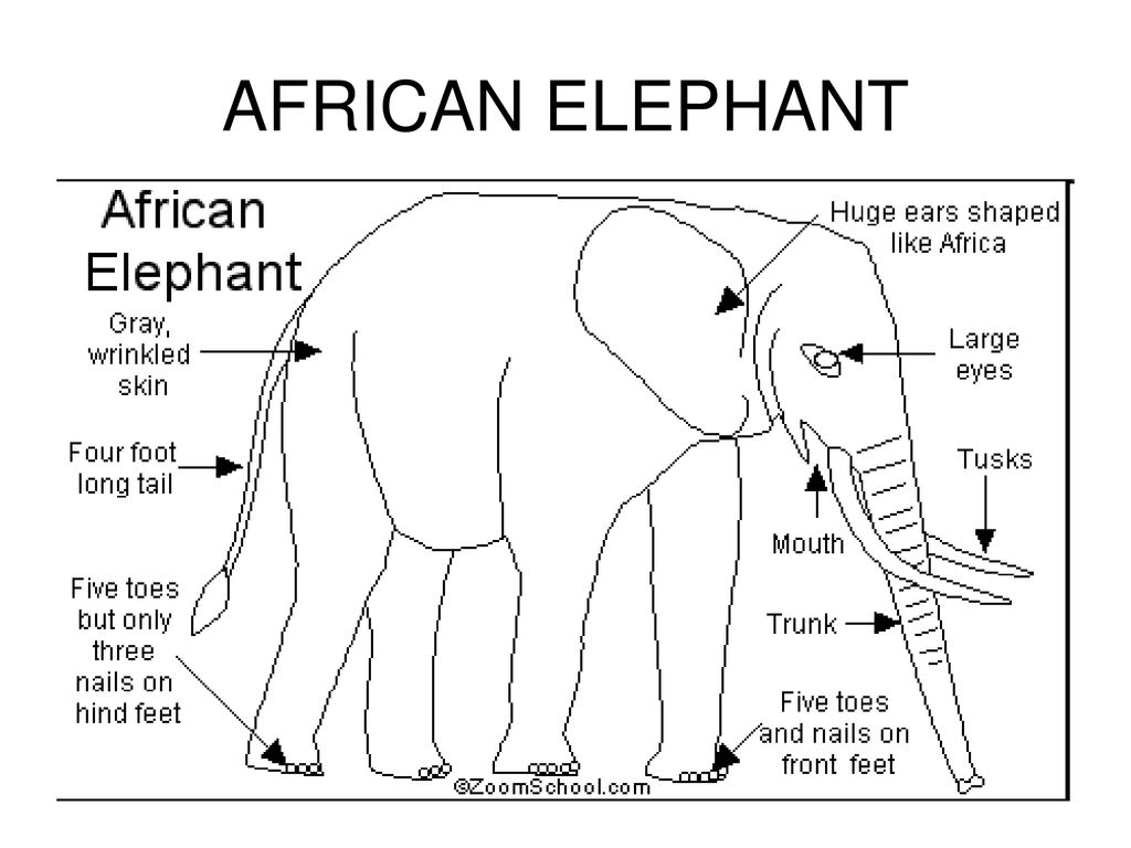 Elephant перевод с английского. Скелет африканского слона. Elephant body Parts. Анатомия африканского слона. Внутреннее строение африканского слона.