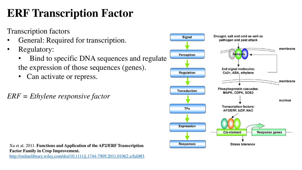 ERF Transcription Factor