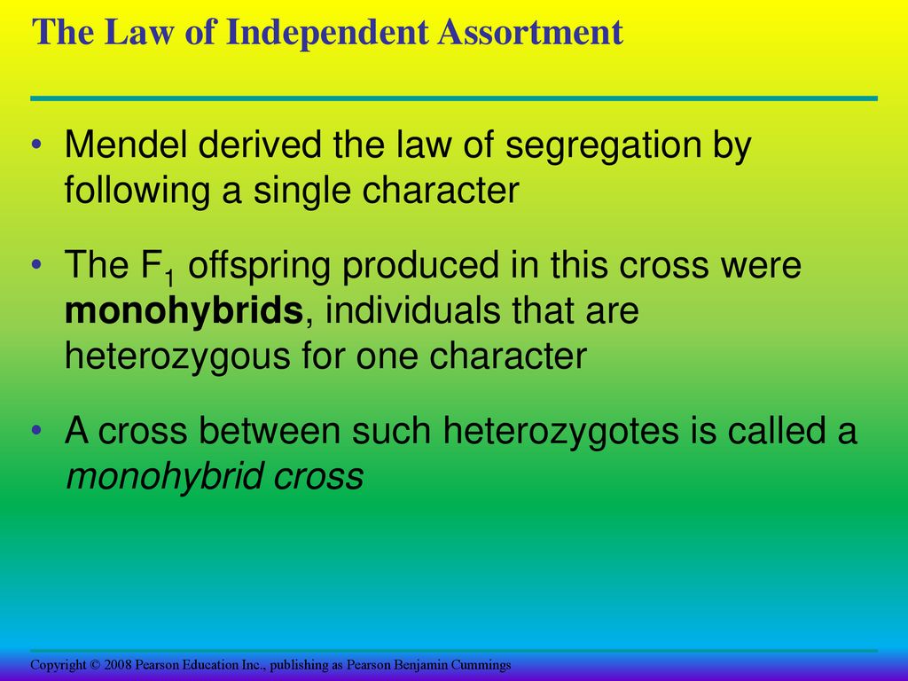 a cross between individuals heterozygous for a single character