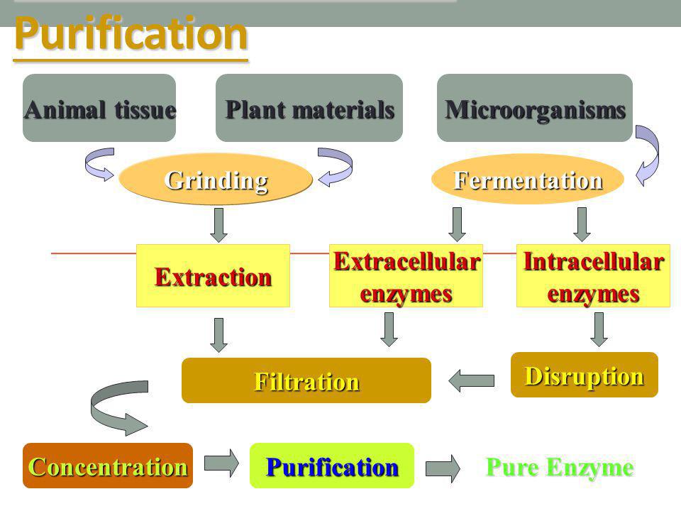 Interdisciplinary Research of Enzyme Technology - ppt download