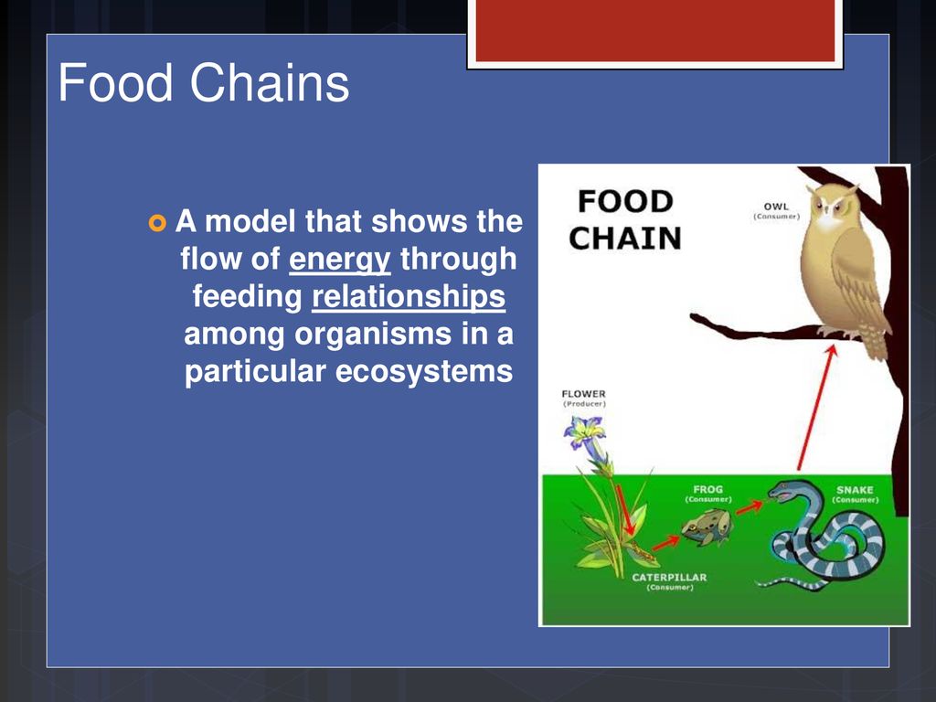 ppt download Biology Diagrams