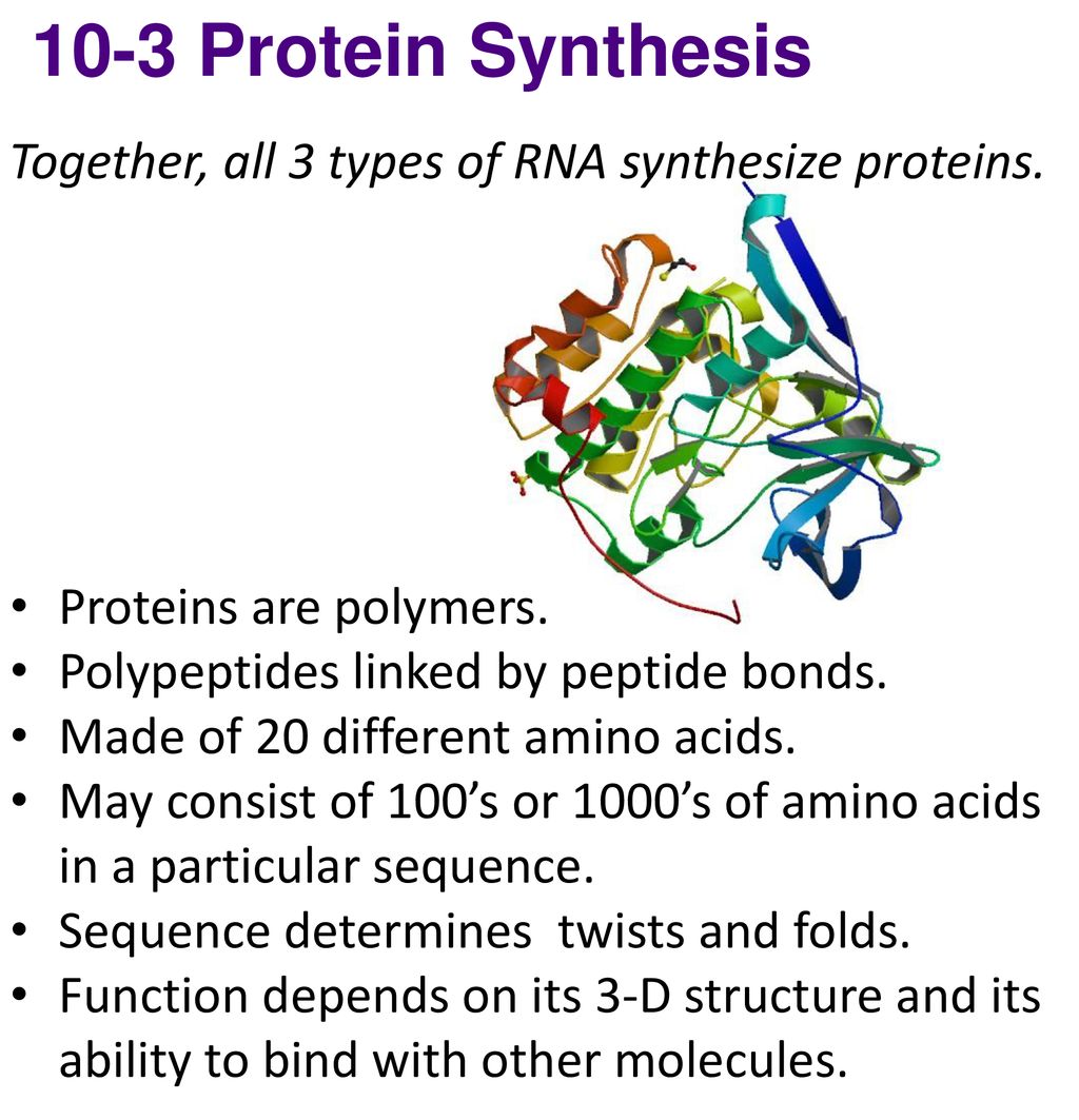 10 3 Protein Synthesis Together All 3 Types Of Rna