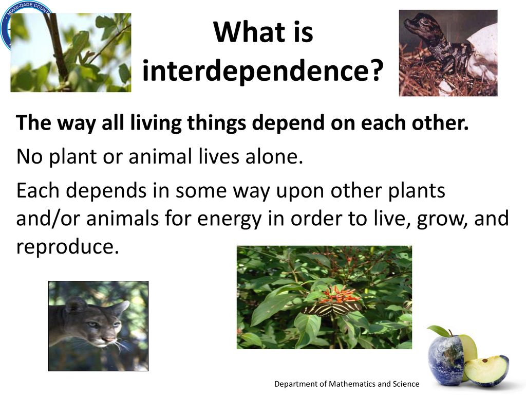 Big Idea 17: Interdependence: Needs of Organism - ppt download Big Idea 17: Interdependence: Needs of Organism - ppt download