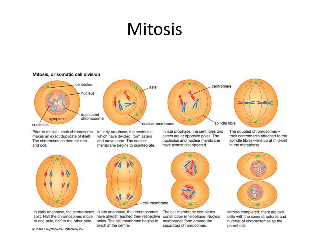 Mitosis.