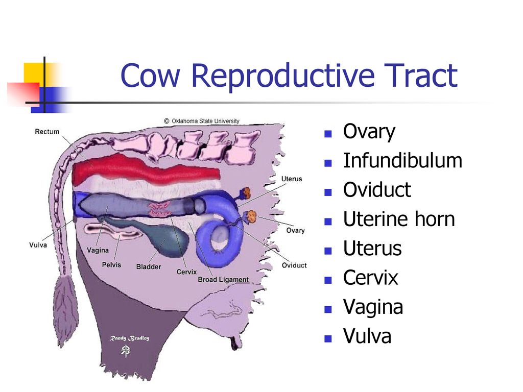 female cow reproductive system