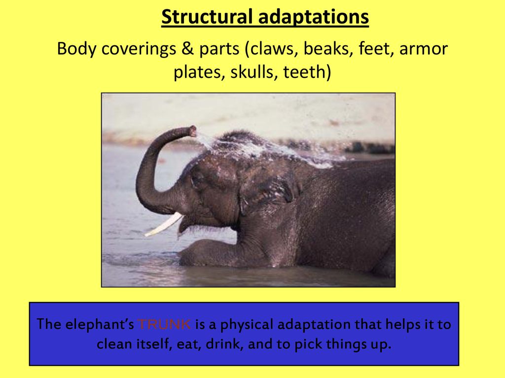 Toad Animal Adaptations. - ppt download
