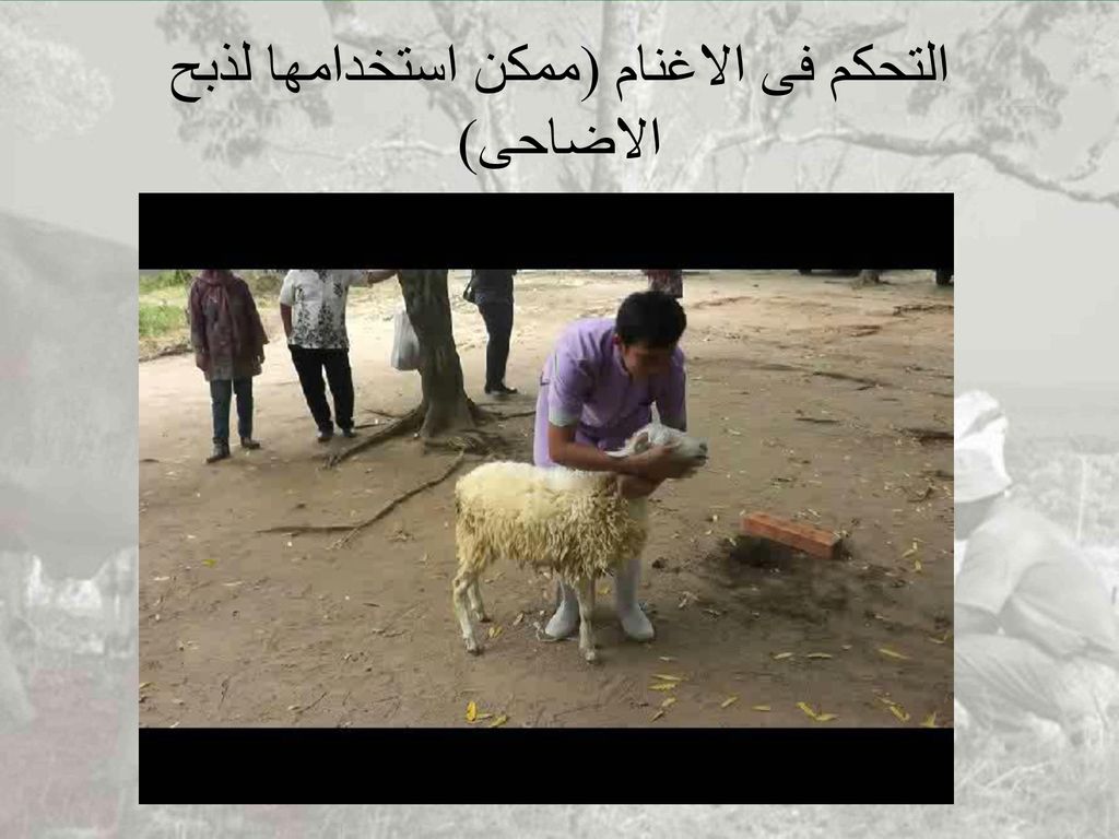 Restraint Non Stunning Cattle And Sheep Ppt Download