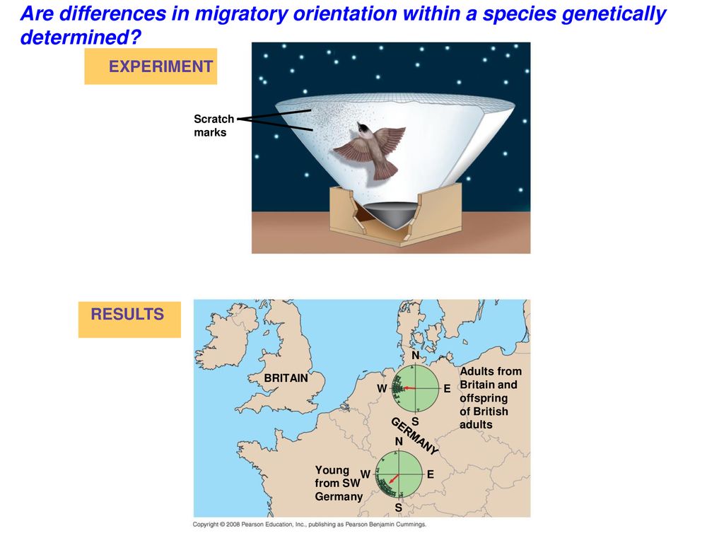 Are differences in migratory orientation within a species genetically determined