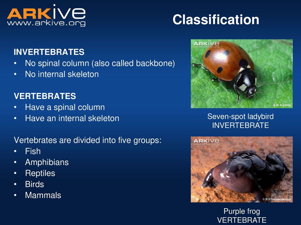Classification. - ppt download