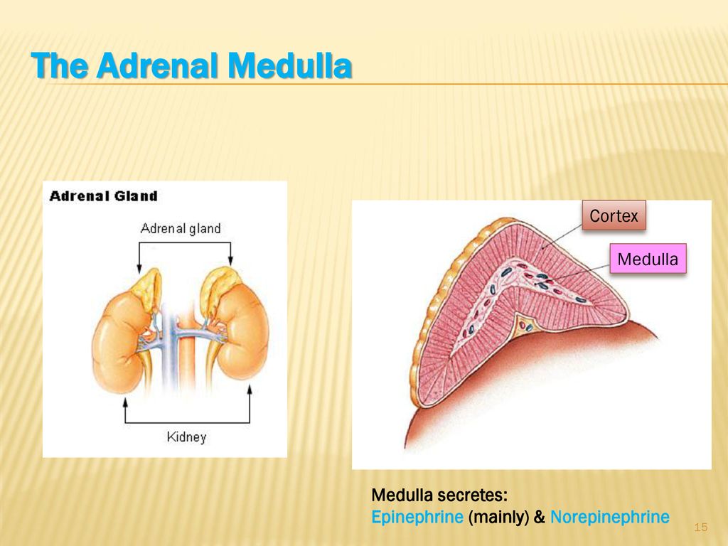 The Adrenal Medulla Cortex Medulla Medulla secretes: