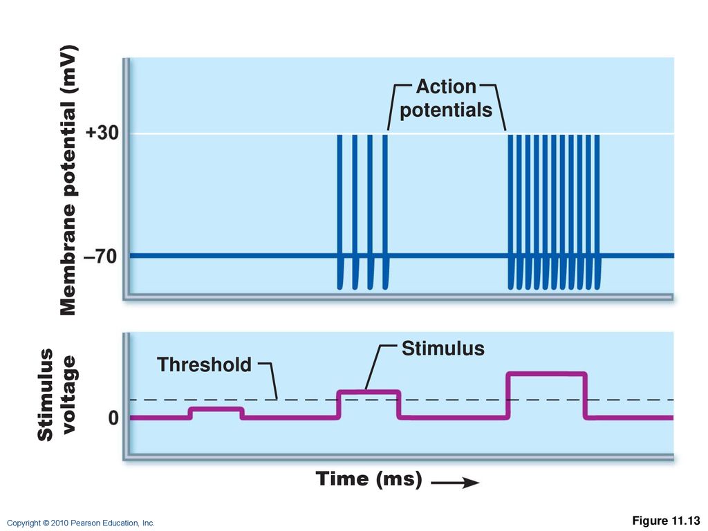 Action potentials Stimulus Threshold Time (ms) Figure 11.13