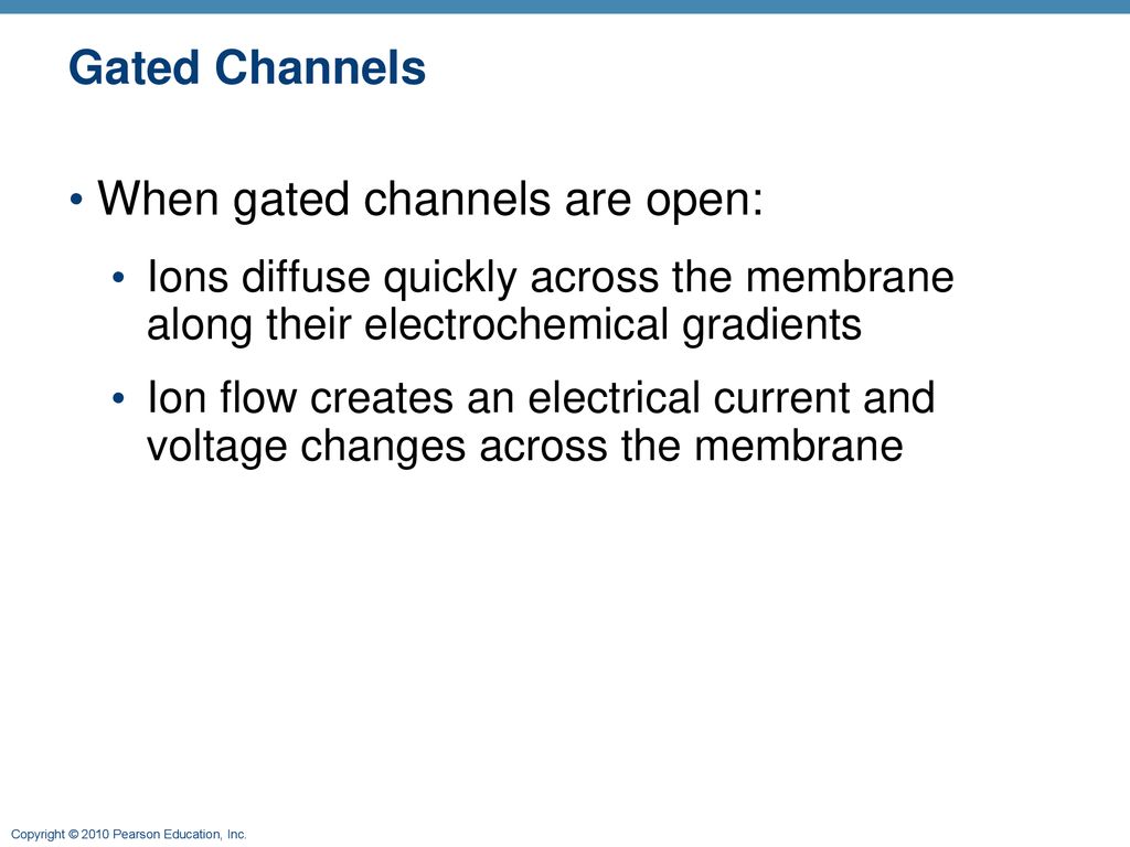 When gated channels are open: