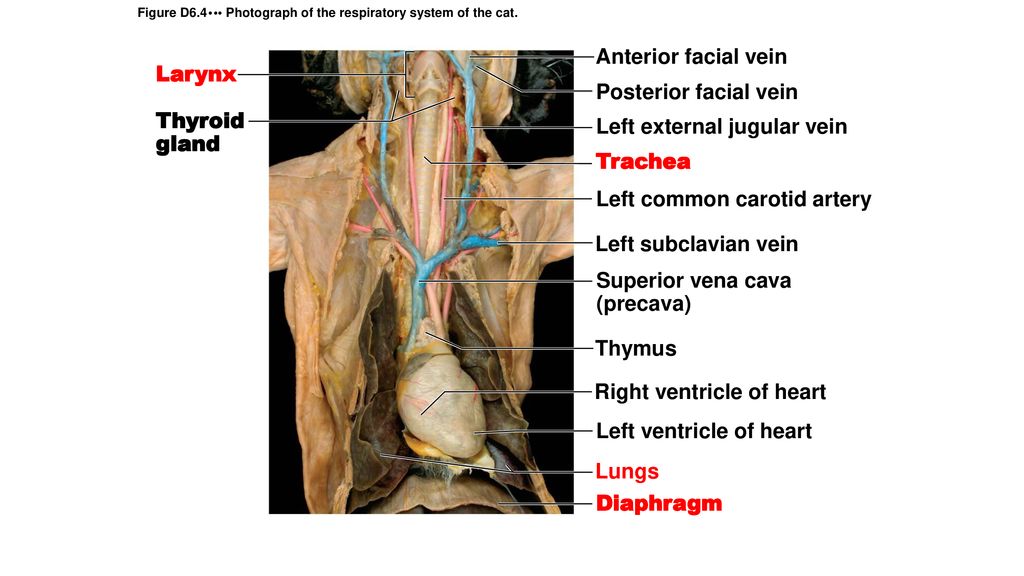 Common Carotid Artery Cat