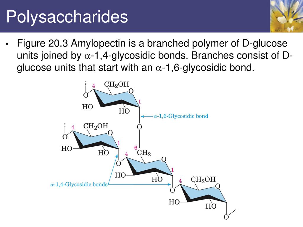 Chapter 20 Carbohydrates - Ppt Download