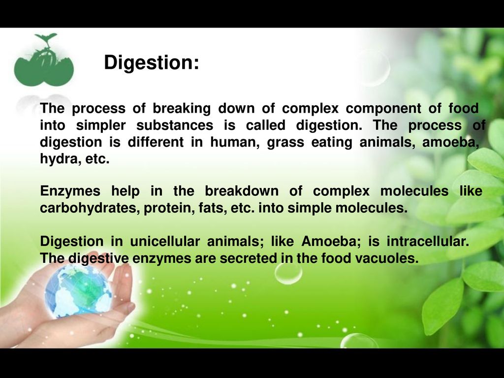 Topic: Nutrition in Animal - ppt download