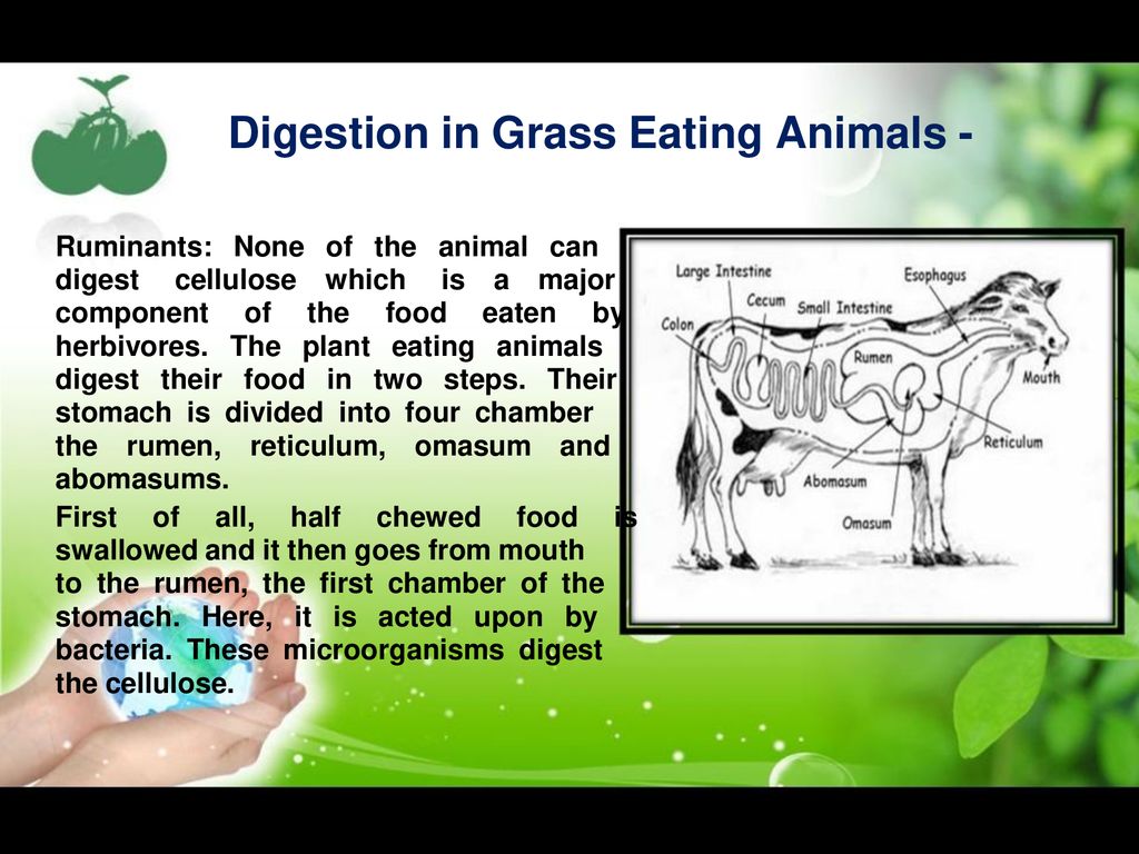 Topic: Nutrition in Animal - ppt download