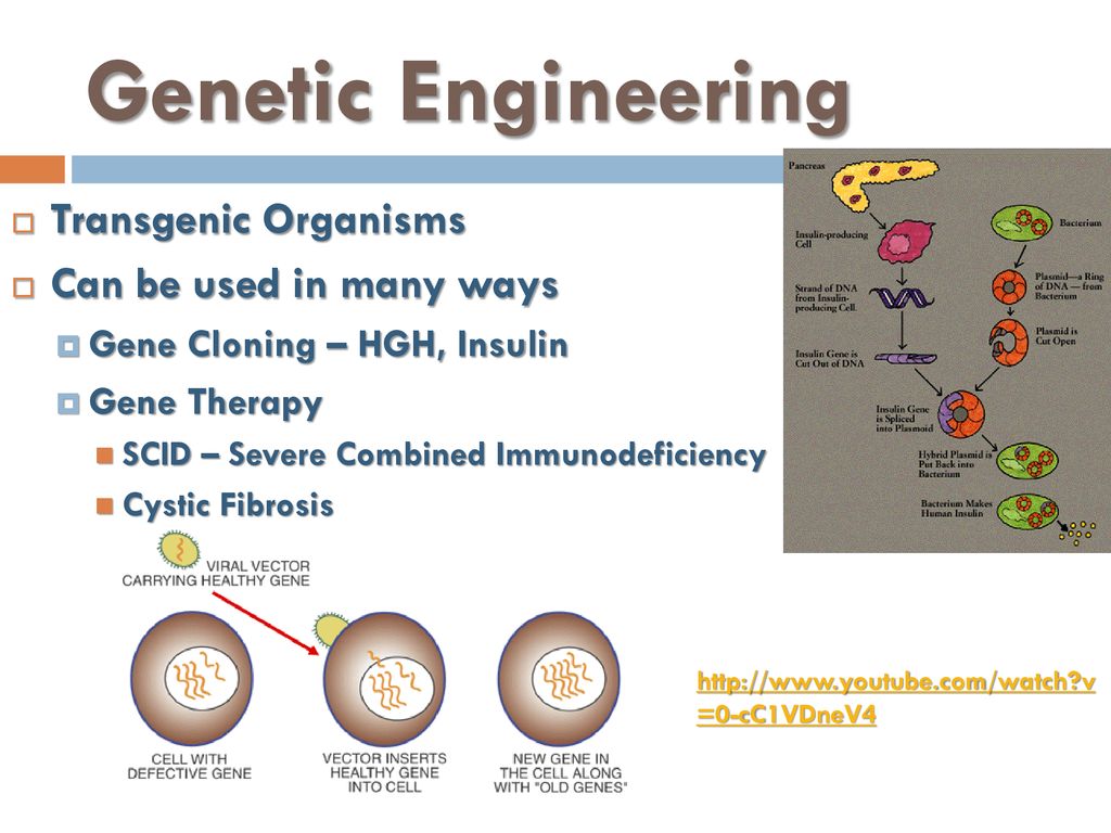 Genetic Engineering Transgenic Organisms Can be used in many ways