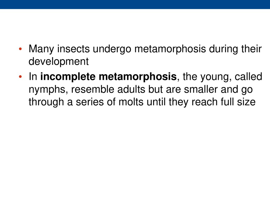 Many insects undergo metamorphosis during their development