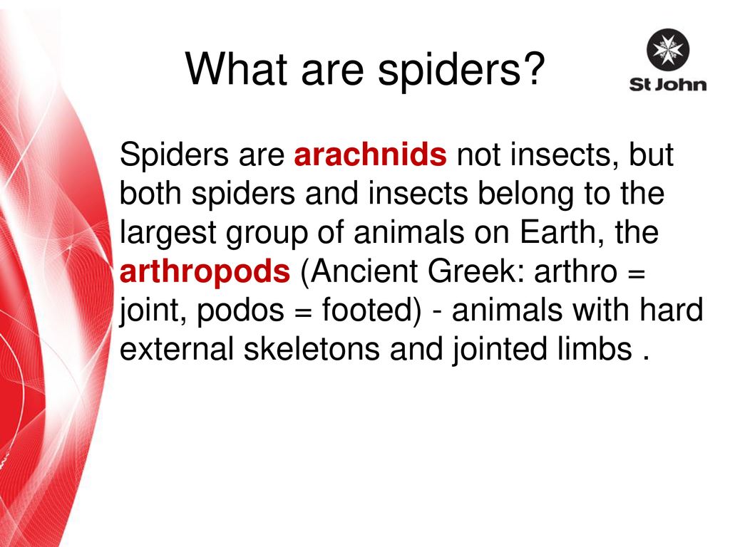 What are spiders