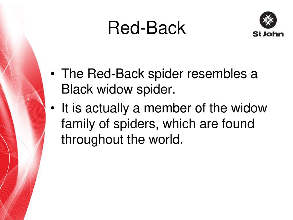 Red-Back The Red-Back spider resembles a Black widow spider.