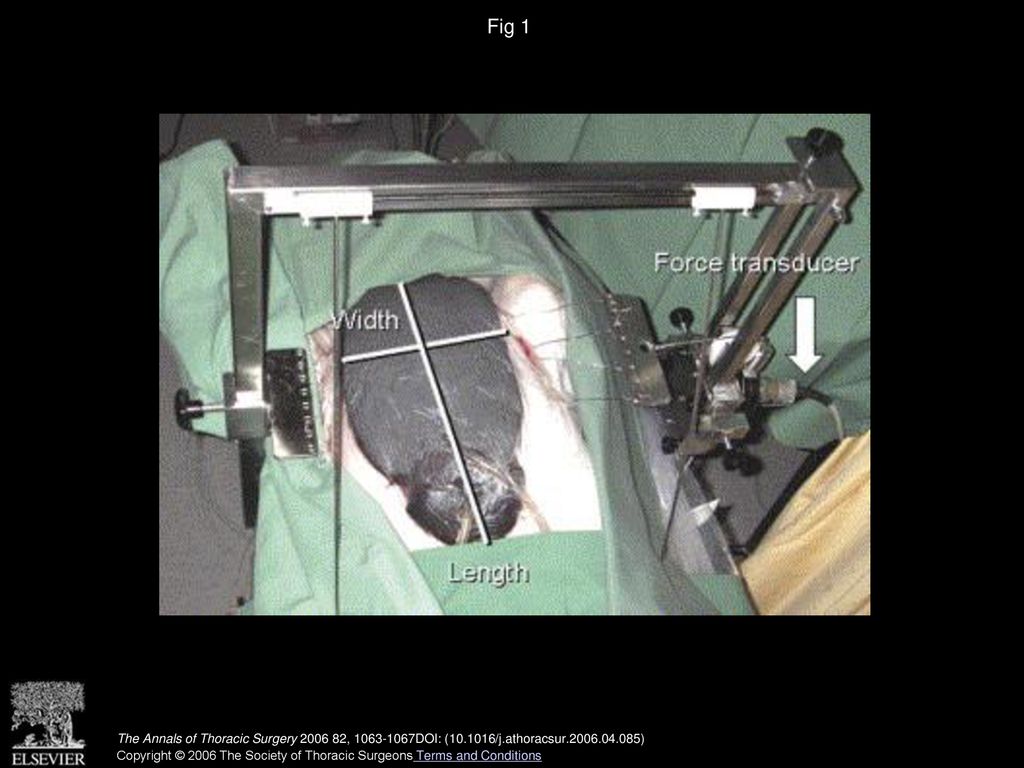 Fig 1 A 70-kg pig prepared for a sternal stability test. Arrow points to force transducor. White bars designated width and length.
