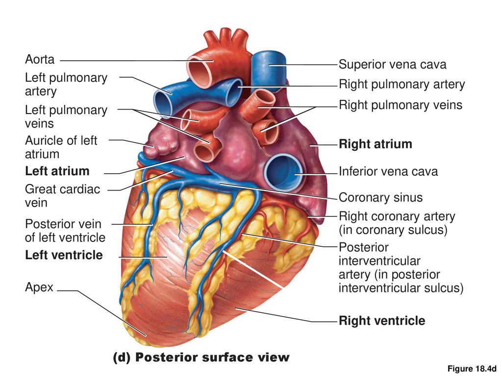 Heart Anatomy & ECG KAAP ppt download