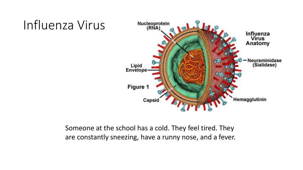 Get a virus. Вирус инфлюэнца строение. Вирус h1n1. Вирус n7n9 что это. Influenza virus structure.