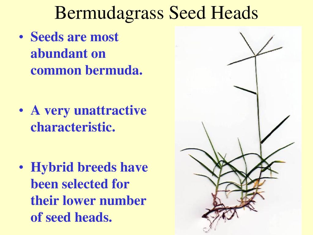 Selecting Lawn Grasses ppt download