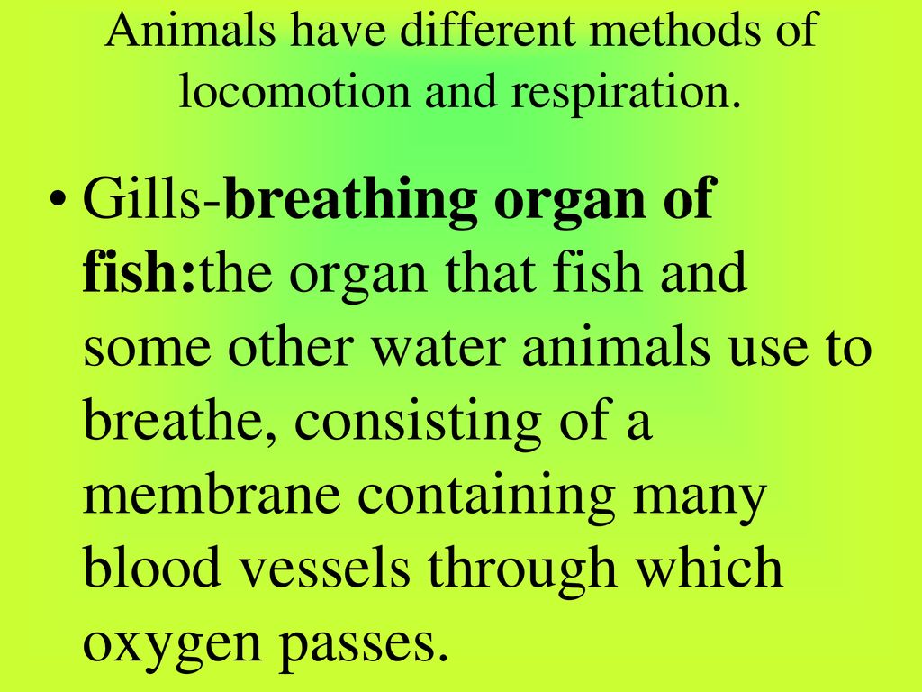 The Animal Kingdom Fish Mammals Sponges Characteristics Of Animals - ppt  download