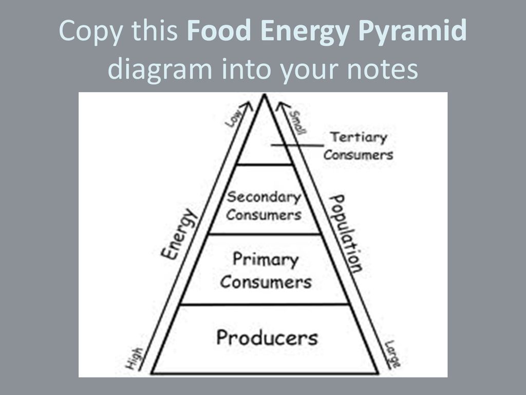 Food Chains and Food Webs Biology Diagrams