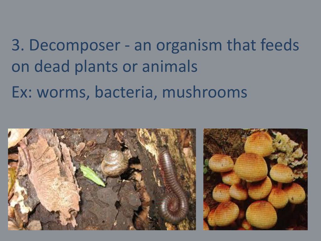 Food Chains and Food Webs Biology Diagrams