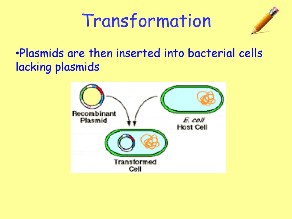 Transformation Plasmids are then inserted into bacterial cells lacking plasmids 26