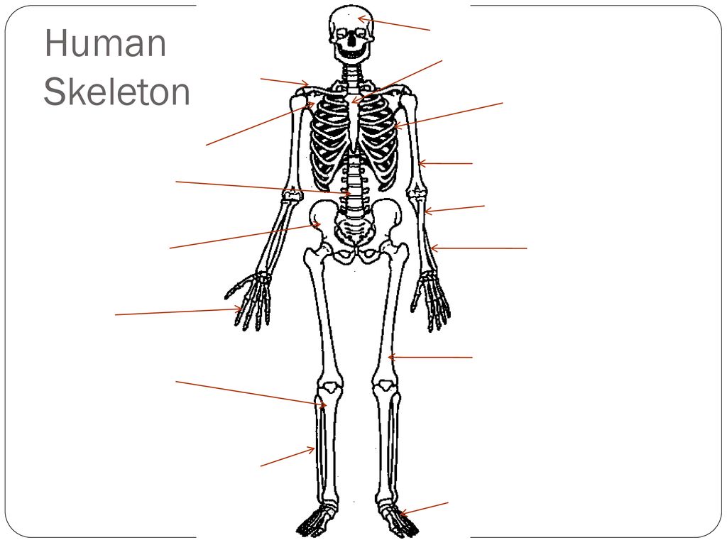 Muscular System. - ppt download Within Skeletal System Labeling Worksheet Pdf