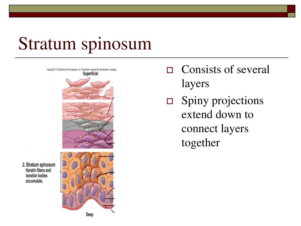 Stratum spinosum