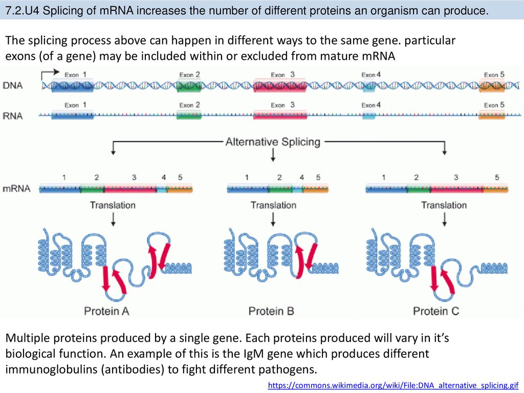 Развитие рнк. Альтернативный сплайсинг РНК. Схема сплайсинга РНК. Схема альтернативного сплайсинга у эукариот. Схема альтернативного сплайсинга.