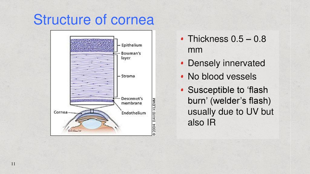 Structure of cornea Thickness 0.5 – 0.8 mm Densely innervated