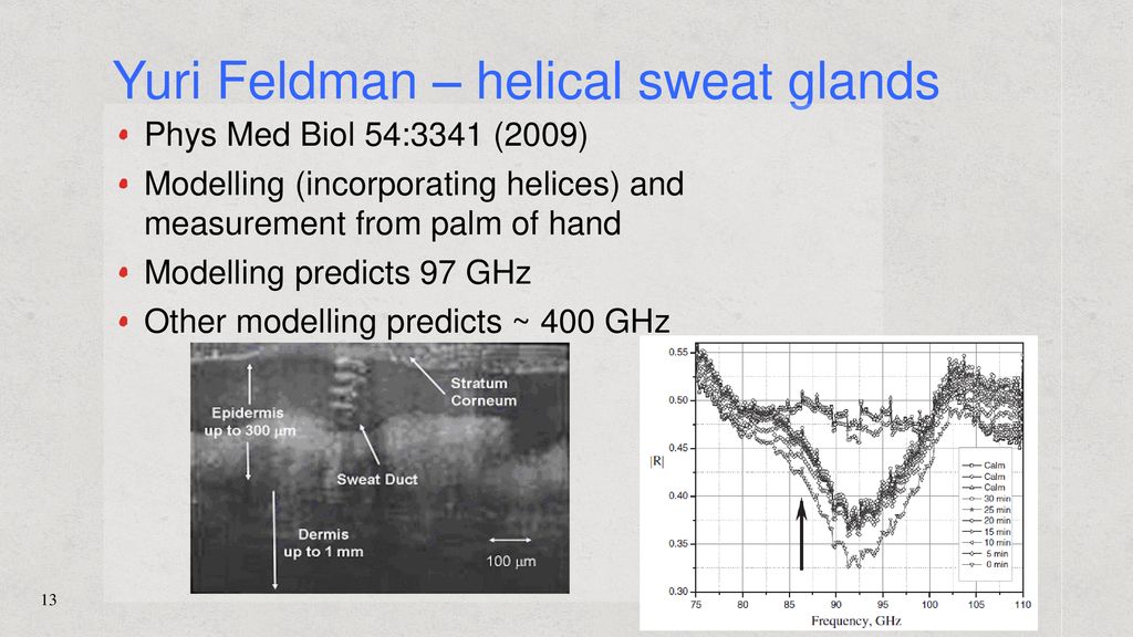 Yuri Feldman – helical sweat glands