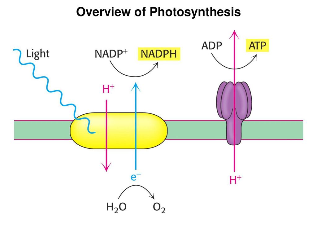 Сильная реакция на свет. АТФ синтаза фотосинтез.