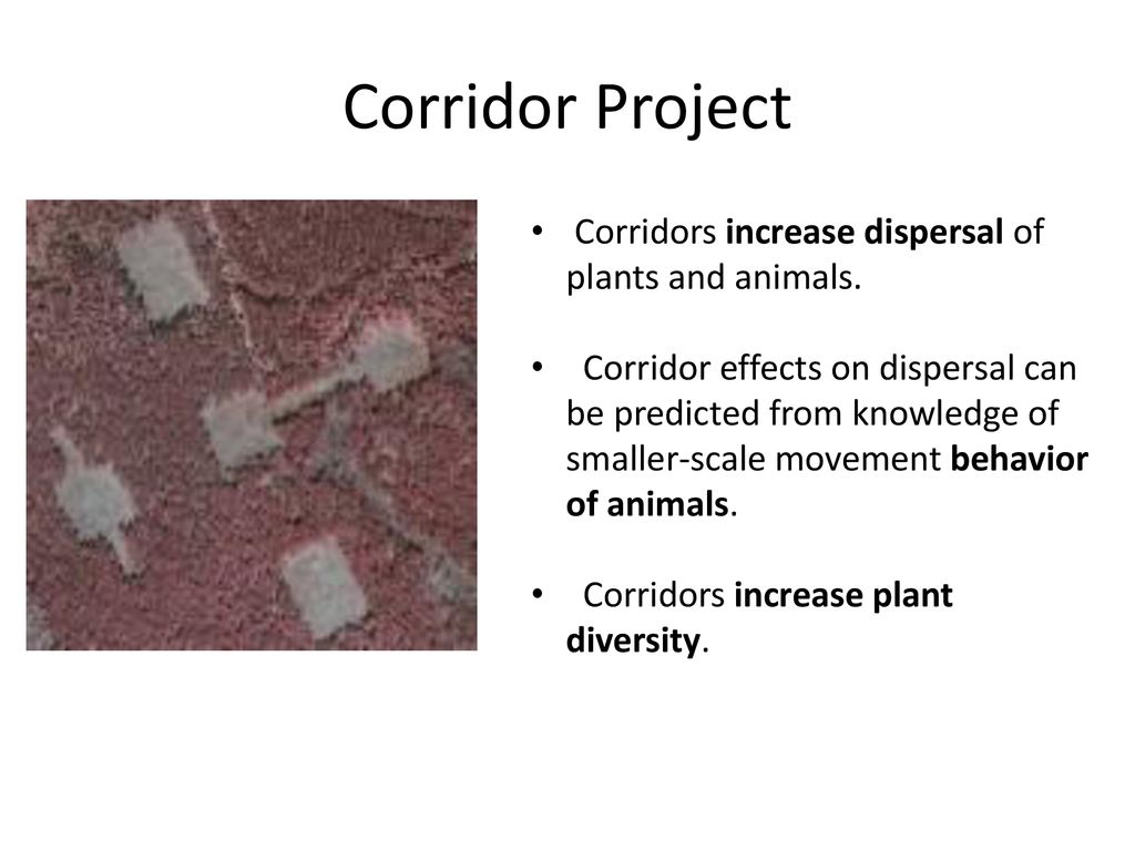 Corridor Project Corridors increase dispersal of plants and animals.