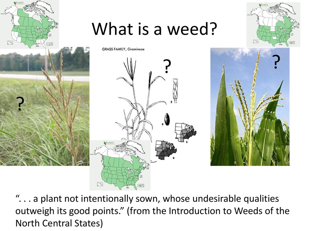 What is a weed