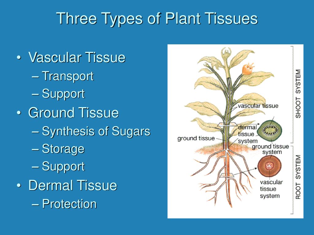 Plant structure. Plant Tissues. Plant Tissue Types. Vascular Tissue. Tissue of Plants Vascular.