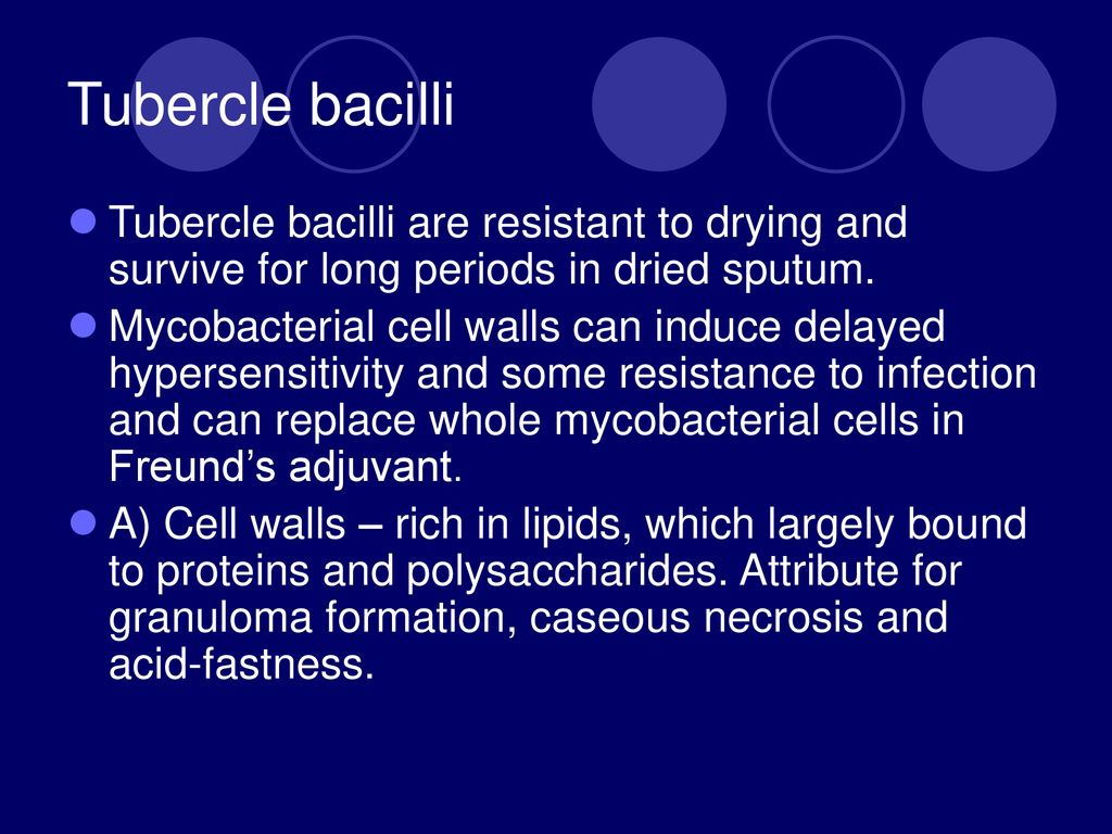 tubercle bacillus parazita vagy saprotrof)