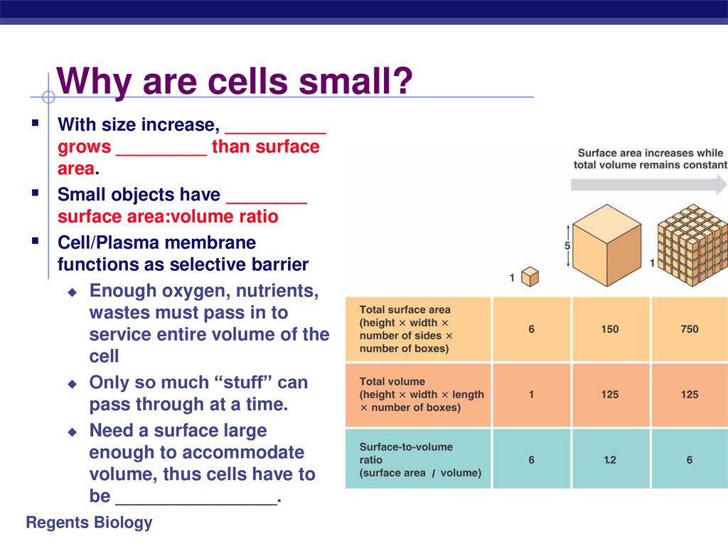 The building blocks of life ppt download