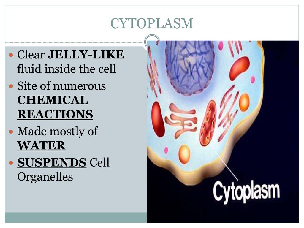 I have cytoplasm in my cells It's a jelly like fluid in my cell I likes  the j Meme Maker!