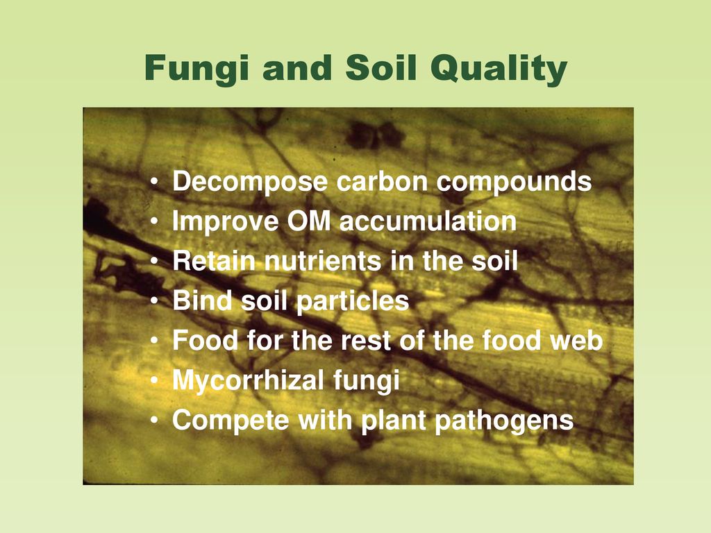 THE SOIL FOOD WEB Copyright restrictions for photos in this ... Biology Diagrams