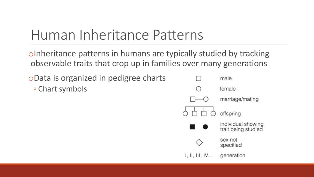 Extensions Of The Laws Of Inheritance - Ppt Download