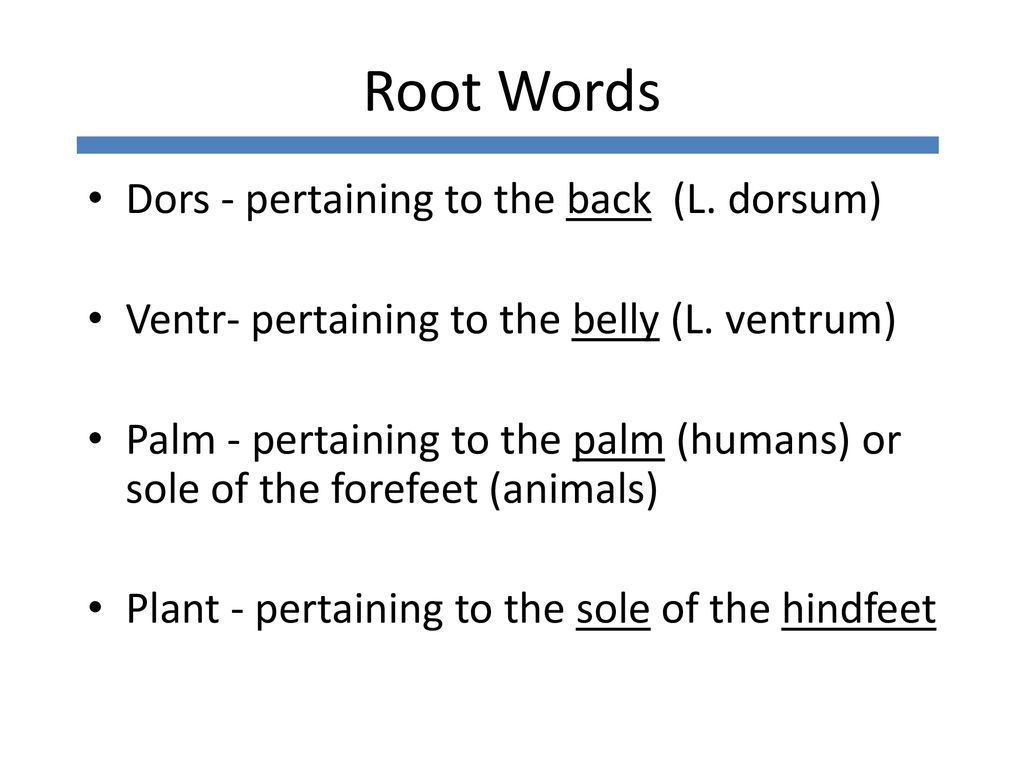 introduction-to-veterinary-medical-terminology-ppt-download