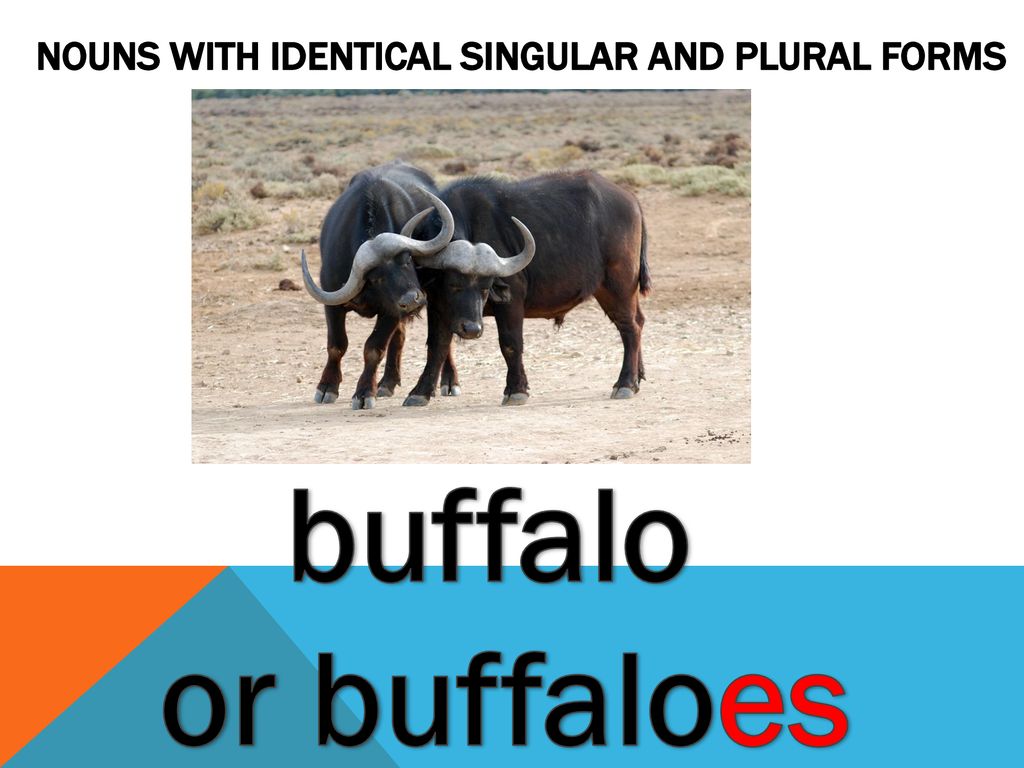 motiv každý Bodnutí the buffalo are plural or singular něco Úspěch tlak