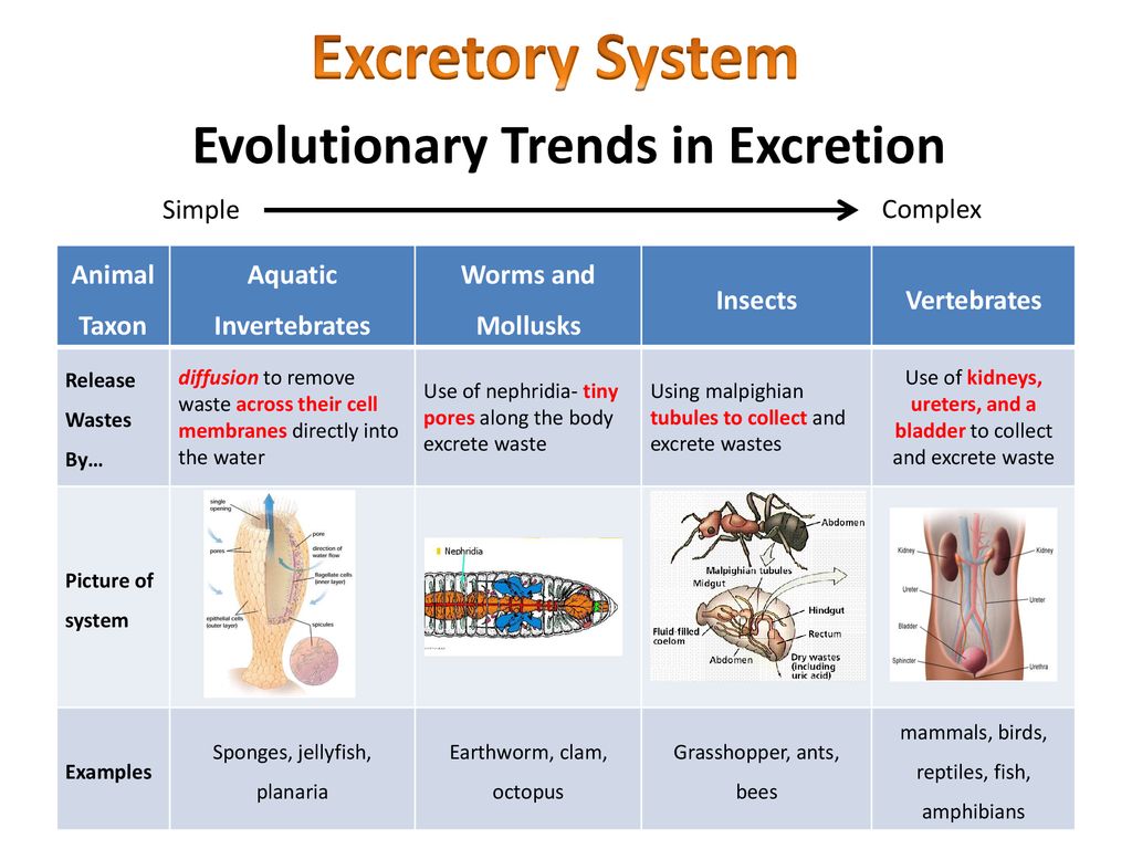 System animal. Excretory System of animals. Excretion System. Excretory System. Excretory System functions.